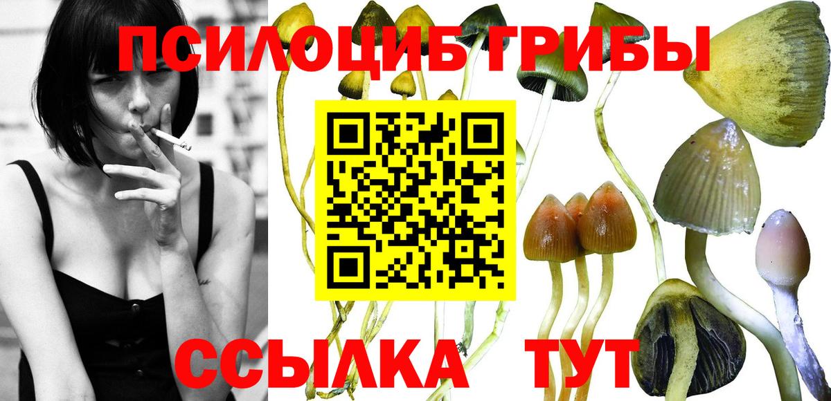что такое   Вход с VPN  Галлюциногенные грибы Psilocybine cubensis  Амурск  Псилоцибиновые грибы Psilocybe 